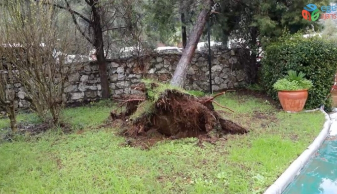 Marmaris’te yağmur ve fırtına ağaçları devirdi