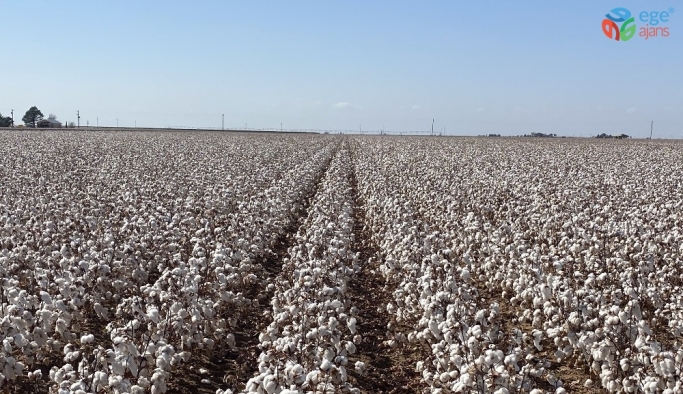ABD’de ıslahçı hakkı başvurusu kabul edilen ilk Türk pamuk tohumları