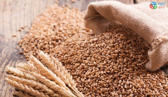 Söke TARİŞ buğday üreticilerinin güvencesi oldu