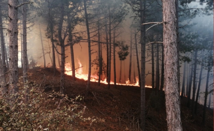 İzmir'de ormanlık alanda korkutan yangın!