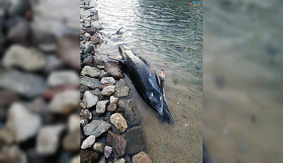 Bodrum’da Sahile Vuran Ölü Yunus Balığı Ekipleri Harekete Geçirdi