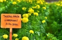 Bademler’in çiçek üreticisi Hollanda Borsası’nda