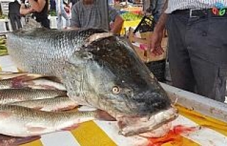 Fırat Nehri’nde oltaya 83 kiloluk dev Turna balığı...