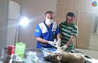 Hakkari’de 202 sokak hayvanına kuduz aşısı yaptırıldı