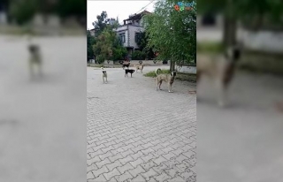 Köpekleri görüntülemek isterken saldırıya uğradı