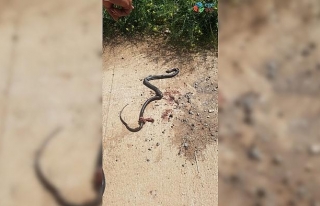 Mardin’de 3 metrelik yılan paniği