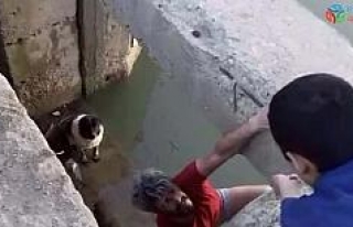 (Özel) Su kanalına düşen köpek kurtarıldı