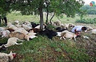 Eskişehir’de 55 koyun yıldırım sebebiyle telef...
