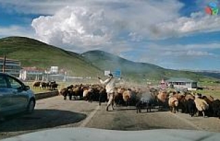 Koyun sürüsü yola indi, sürücüler beklemek zorunda...