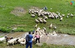 Koyun yıkama geleneği yüzyıllardır yaşatılıyor