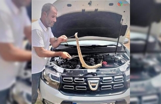 Otomobilin motoruna giren yılan güçlükle çıkartıldı
