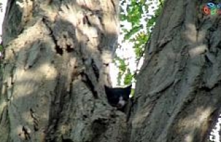 (Özel) Taksim’de ağaçta mahsur kalan kedi itfaiyeye...