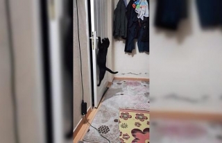 Patisiyle kapıyı açan kedi fenomen oldu