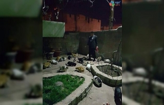 Erganili vatandaş, sokak kedilerine kucak açıyor