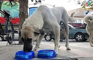 Erzincan Ülkü Ocakları sokak hayvanlarını unutmadı