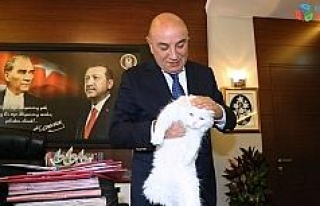 İşitme engelli Ankara kedisi Başkan Altınok’un...