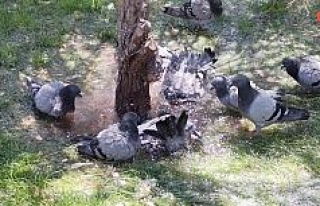 Sıcaktan bunalan güvercinlerin suda serinleme keyfi