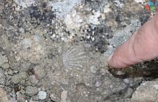 Sivas’ta Dünya tarihine ışık tutacak fosiller...