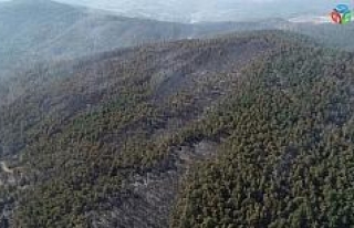 Bursa Orhaneli’de 60 hektarlık ormanlık alan kül...