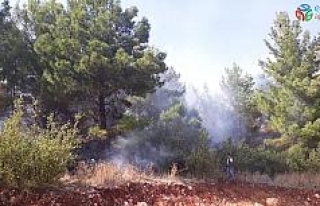 Orman yangınında 1 hektar ormanlık alan zarar gördü