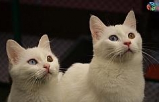 Kardeş Van kedileri İstanbul’da podyuma çıkacak