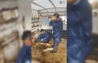 Depremde yaralanan hayvanlar tedavi edildi