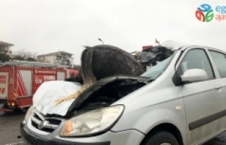 İstanbul'da korkunç kaza! Başıboş at, aracın...