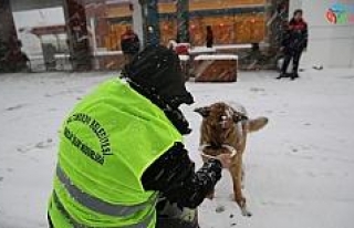 Altınordu Belediyesi sokak hayvanlarını unutmadı