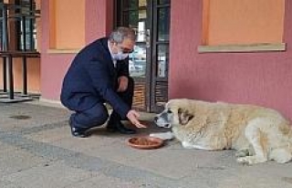 Başkan, sokak hayvanlarını eliyle besledi