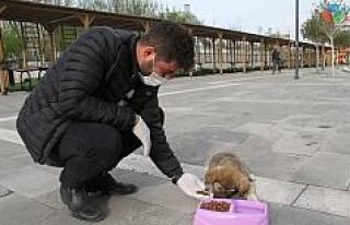 Bismil Belediyesi sokak hayvanlarını unutmadı