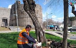 Büyükşehir Belediyesi korona mağduru sokak hayvanlarını...