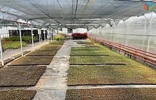 Gölbaşı Belediyesinden 80 bin organik sebze fidesi