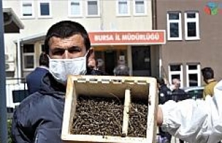 (Özel) Bursa’da binlerce arının şok eden ölümü...Ölen...
