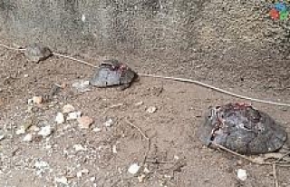 Antalya’da kaplumbağa katliamı