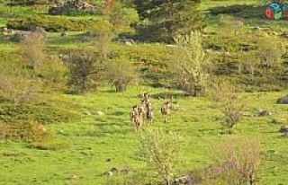 Bolu’da geyik sürüsü doğal yaşamlarında görüntülendi