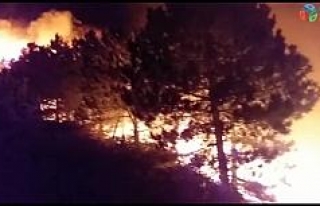İzmir’deki orman yangını sonrası ağır bilanço:...