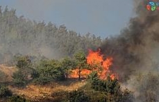 Kahramanmaraş’ta 1 hektar orman alanı yandı