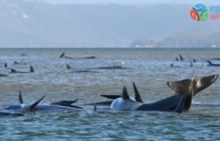 Tazmanya adası açıklarında 90 ölü kılavuz balina...