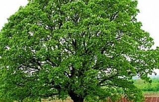1000 Yıl Yaşayabilen Ağacın Bilinmeyenleri