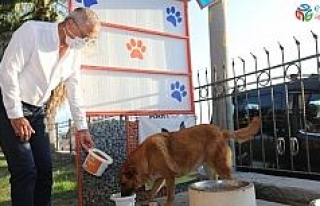 Başkan Tarhan, sokak hayvanlarını besledi