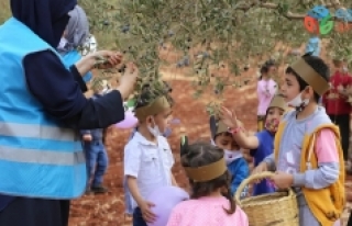 Minikler barış ve kardeşlik için zeytin topladı