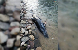 Bodrum’da Sahile Vuran Ölü Yunus Balığı Ekipleri...