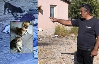 İzmir'de pitbull dehşeti: Bir köpeği öldürdü,...