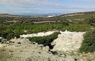 Bergama'da perlit ocağı için binlerce ağaç...