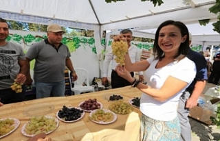 Efes Selçuk'ta üzüm şenliği heyecanı