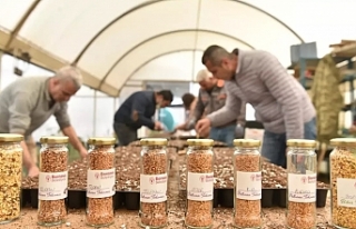 Bornova’da hedef 50 milyon atalık tohum