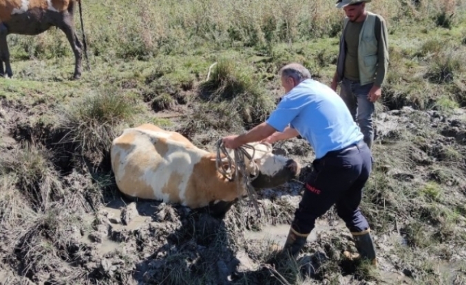 Gevaş’ta bataklığa saplanan 2 inek kurtarıldı
